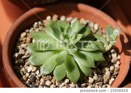 Ekebelia / Mebina Ekebelia / Mebina 25056428