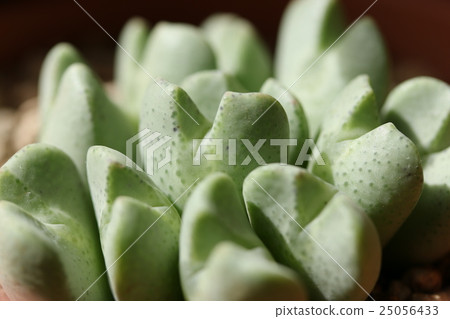 Conophysum / Opera Rose 25056433