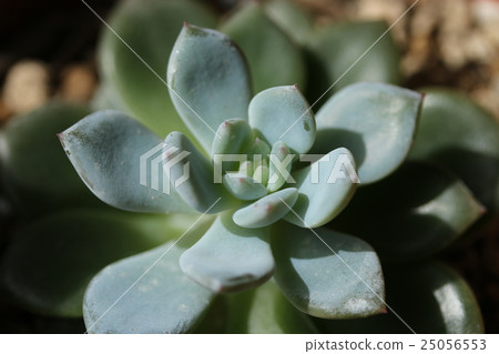 Ebeveria / laurinse 25056553