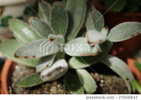 Karancoe / Evil eyelet 25056632