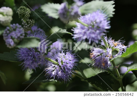 Dangiku Dangiku 25056642