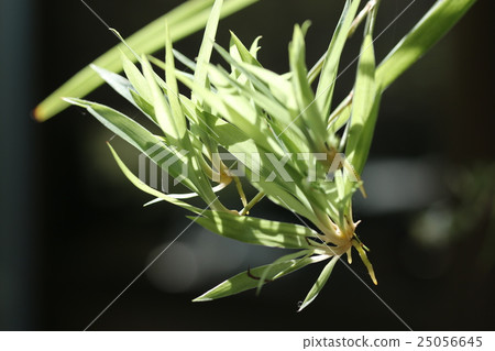 Orizururan的孩子們 25056645