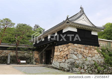 Kochi castle of fresh green Kochi castle of fresh green 25056647