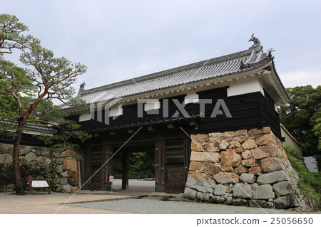 Kochi castle of fresh green Kochi castle of fresh green 25056650