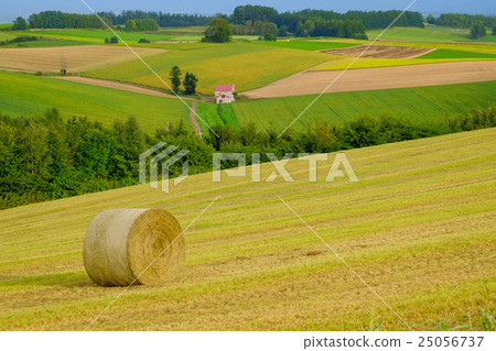 Shogo Biei (433) 25056737