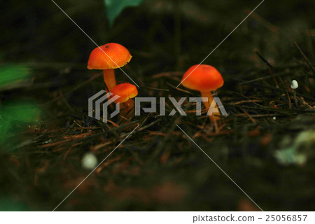 Red mushrooms Red mushrooms 25056857
