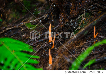 Flame mushroom Flame mushroom 25057017