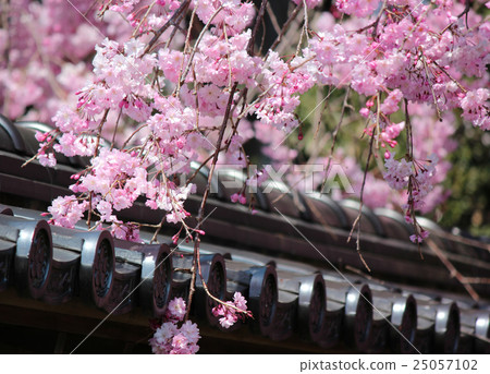 Pink petals and roof tiles of fern trees 25057102