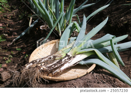 Shimoda Negi Shimoda Negi 25057230