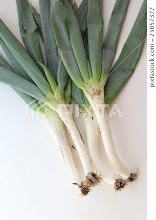 Shimoda Negi Shimoda Negi 25057377