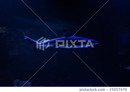 Scary shark swims. Scary shark swims. 25057478