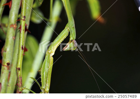 螳螂 25057489