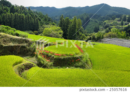 Rice terrace of Yame Rice terrace of Yame 25057616