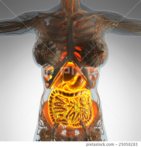 woman body with glow digestive system 25058283