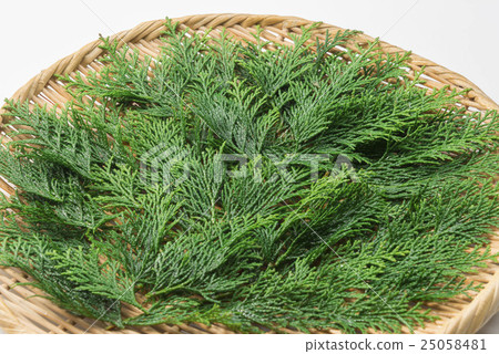 絲柏 絲柏 25058481