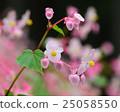 秋海棠 25058550