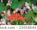 Mandarin saixa 25058644