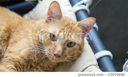 Lovely red cat, soft focus. 25059080
