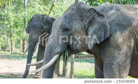 Two young elephant eating their food. 25059089