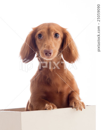 Kaninchen dachshund Kaninchen dachshund 25059090