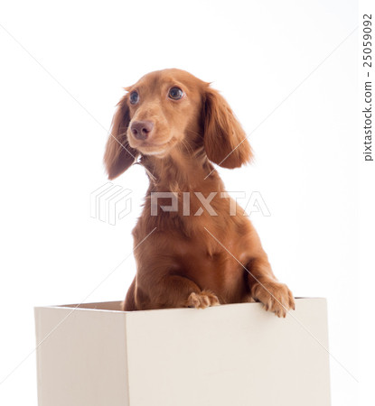 Kaninchen臘腸犬從盒子裡 25059092