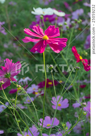 Cosmos Garden, Osaka Expo Memorial Park Cosmos Garden, Osaka Expo Memorial Park 25059232