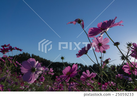 Cosmos Garden, Osaka Expo Memorial Park Cosmos Garden, Osaka Expo Memorial Park 25059233