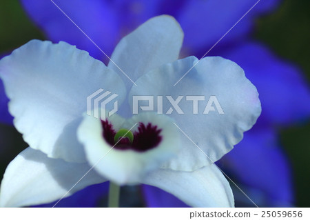 Dendroeum and clematis 25059656