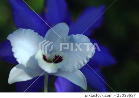 Dendroeum and clematis 25059657