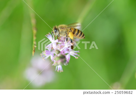 Bee and Yaburan Flower 25059682