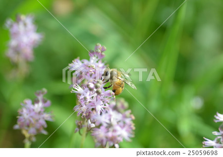 蜜蜂和Yaburan花 蜜蜂和Yaburan花 25059698