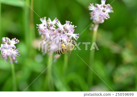 蜜蜂和Yaburan花 25059699