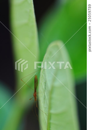 Insects on Feijua's leaves 25059789