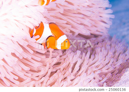 小丑anemonefish 小丑anemonefish 25060136