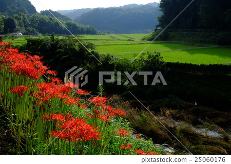 Ka間河的群孤挺花（奈良縣山前村） 25060176