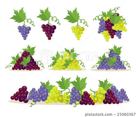 Collection of Grapes Sorts. Fruit for Wine Making. Collection of Grapes Sorts. Fruit for Wine Making. 25060367