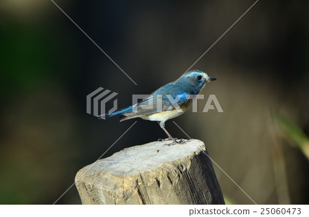 Ruribitaki ♂ B 7 Ruribitaki ♂ B 7 25060473