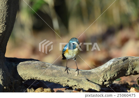 Ruribitaki ♂ B 9 Ruribitaki ♂ B 9 25060475
