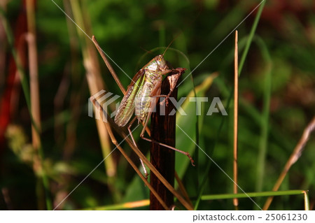 Hane-naga grasshopper Hane-naga grasshopper 25061230
