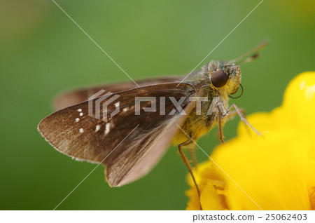 Ichimon dieselis Ichimon dieselis 25062403