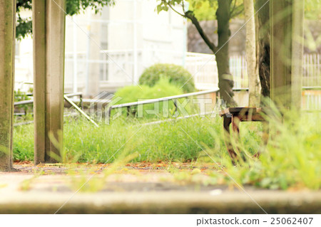 公園風光 25062407