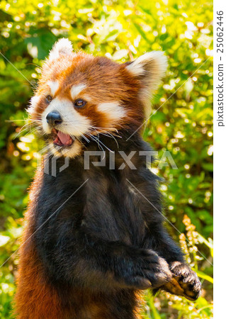 Lesser panda Lesser panda 25062446
