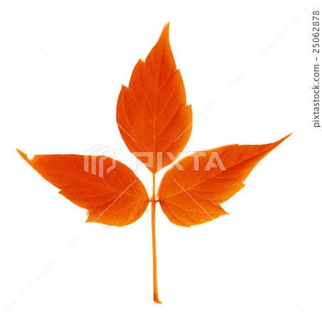 Red autumn leaf 25062878