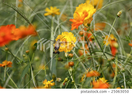 Cephonodes海拉斯 25063050