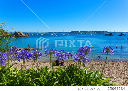 Agapanthus at the beach and waterside at high tide on Brea 25063284
