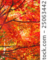 明亮的秋葉 25063442