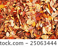死葉紋理 25063444