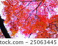 天空和楓樹 25063445