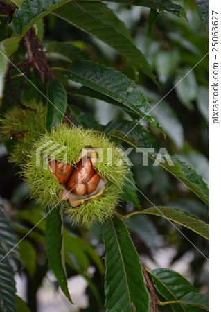 A state in which the crumbling cracked fruit of a weeded chestnut tree A state in which the crumbling cracked fruit of a weeded chestnut tree 25063627
