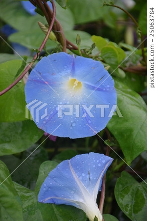 Nagano Minowa-cho morning glory (late fall to fall blooming) Blue Haven 25063784
